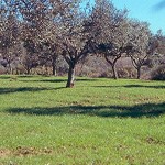 Αγροδασολιβαδικά (Agrosilvopastoral)